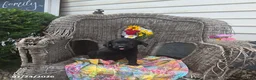 Labrador Retriever dogs for sale: Keven - Ad 4
