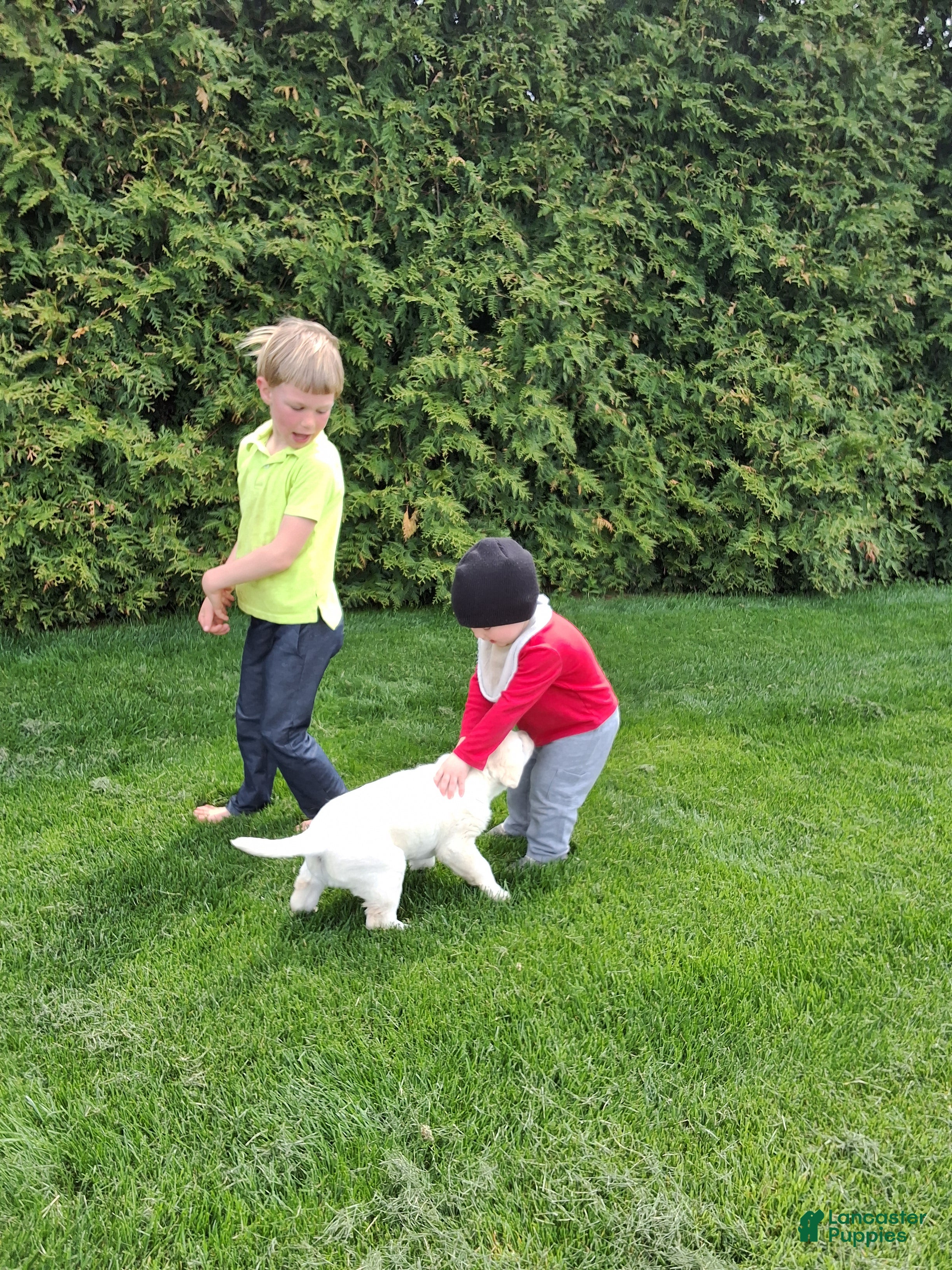 Labrador Retriever dogs Salma  - Ad 2