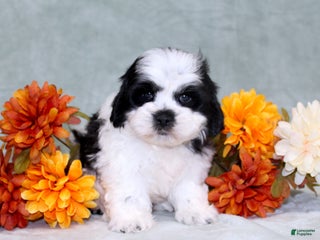 Teddy Bear dogs - Ad 37