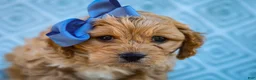 Cavapoo dogs for sale: Trevor Cavapoo Pup - Ad 2