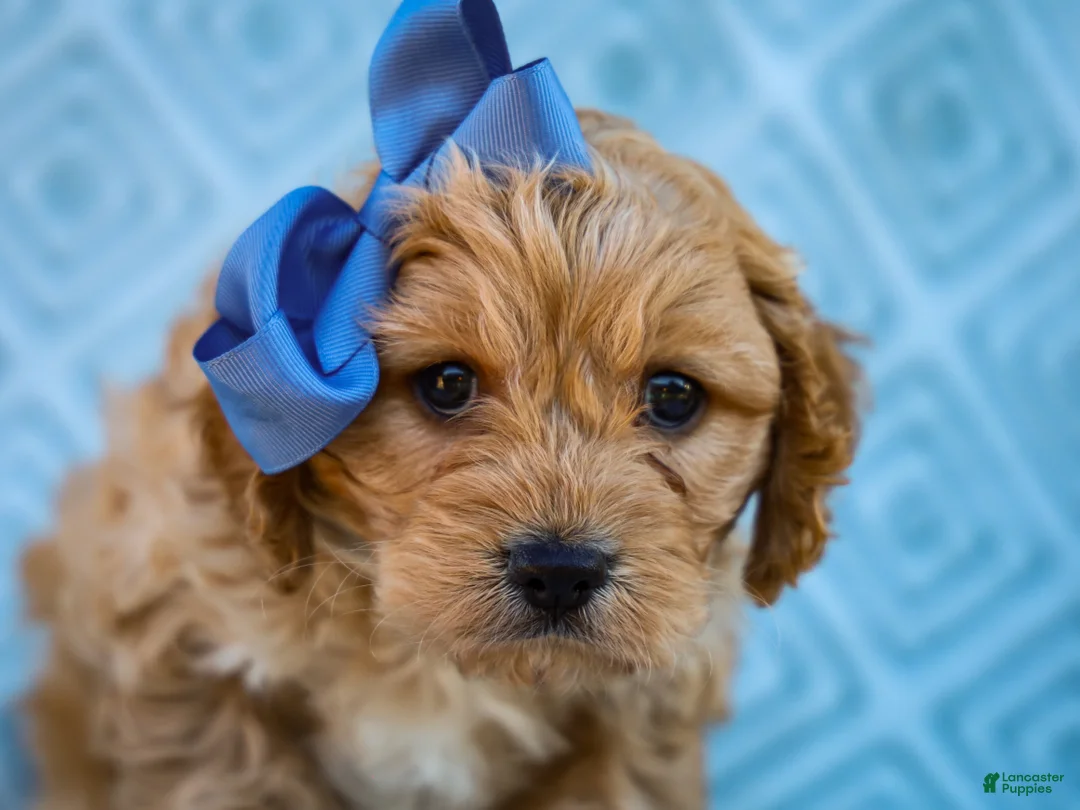 Cavapoo dogs for sale: Trevor Cavapoo Pup - Ad 2