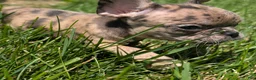 French Bulldog dogs for sale: French Vanilla - Ad 4