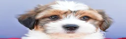 Teddy Bear dogs for sale: Tony - Ad 3