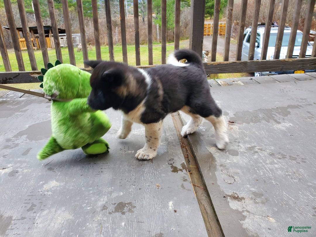 Akita dogs for sale: Thor - Ad 6