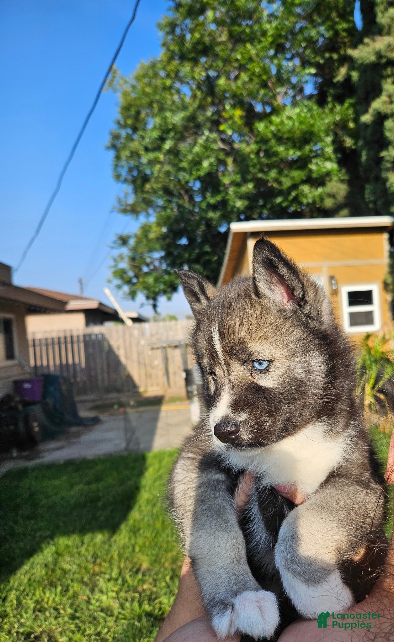 Siberian Husky dogs Siberian Husky Puppy 1 - Ad 41