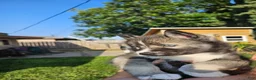 Siberian Husky dogs for sale: Siberian Husky Puppy 1 - Ad 1