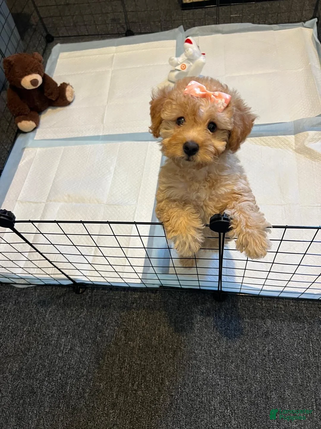 Toy Poodle dogs for sale: Lola  - Ad 2