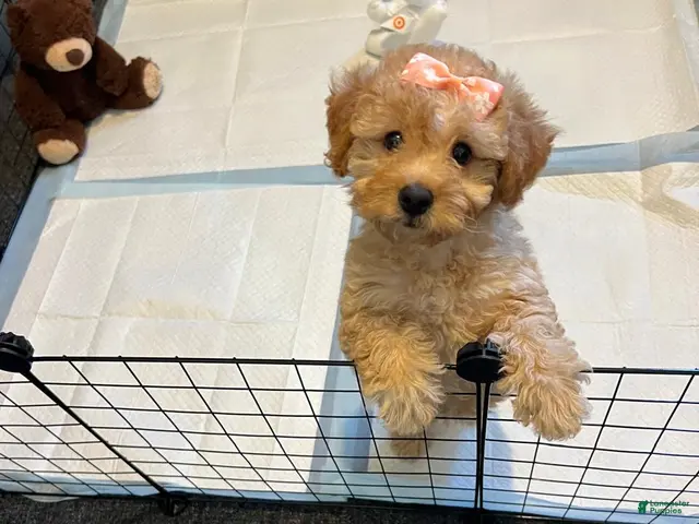 Toy Poodle dogs for sale: Lola - Ad 2