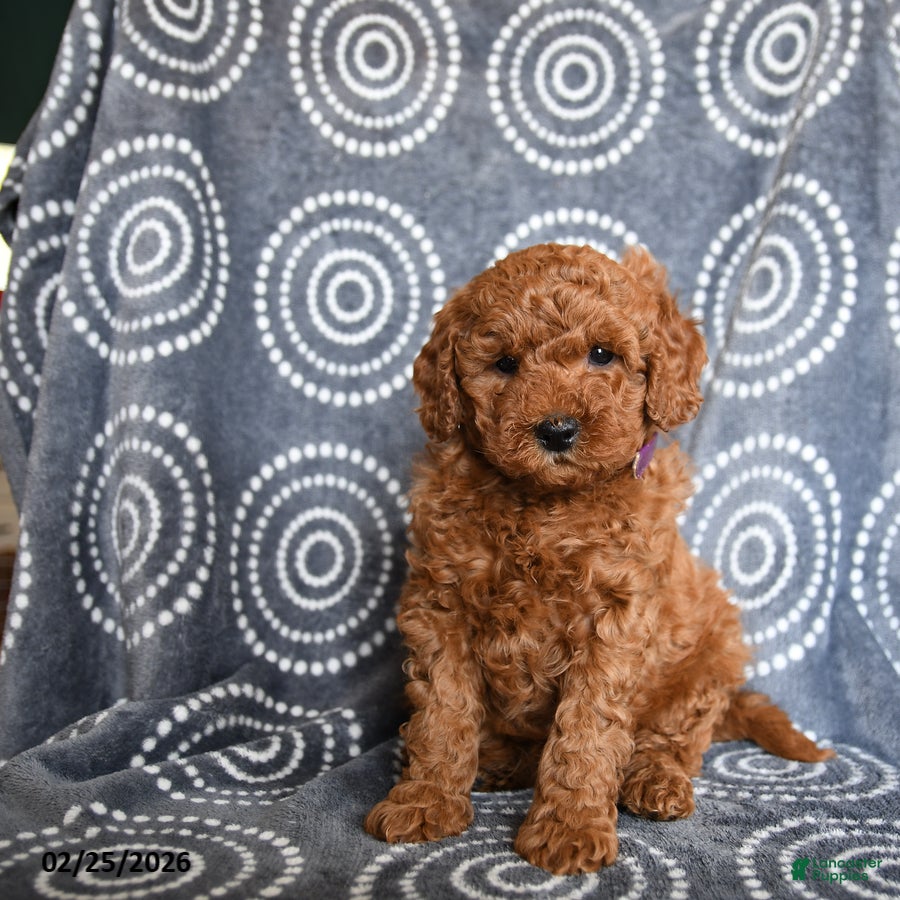 Mini Goldendoodle dogs Buck - Ad 2