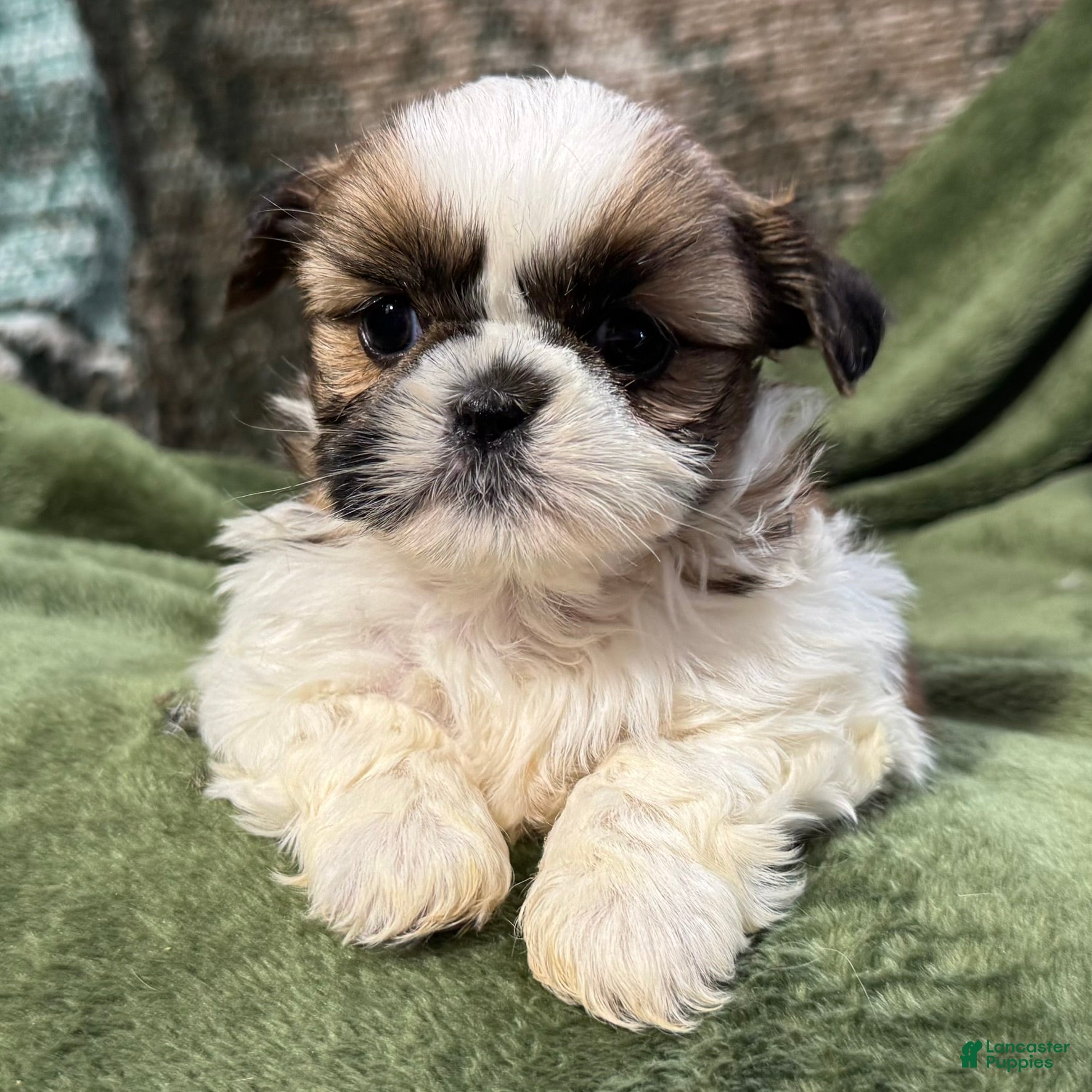 Shih Tzu dogs Daisy - Ad 36