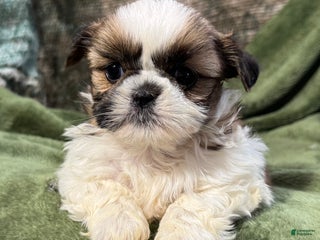 Shih Tzu dogs Daisy - Ad 36