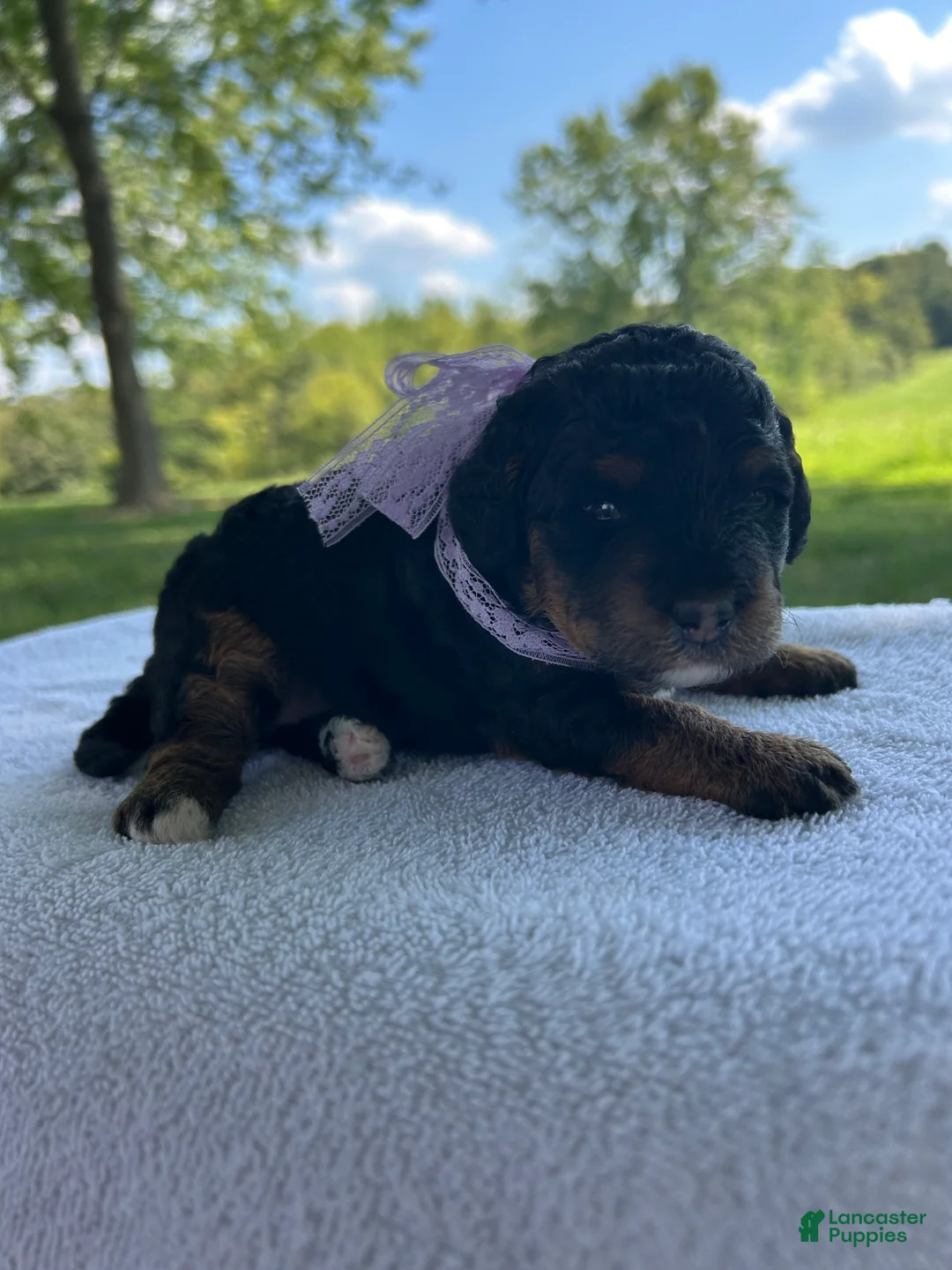 Mini Bernedoodle dogs for sale: Poppy - Ad 2