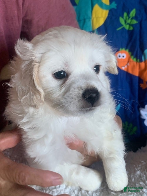 Maltipoo dogs Maltipoo Puppy 2 - Ad 1
