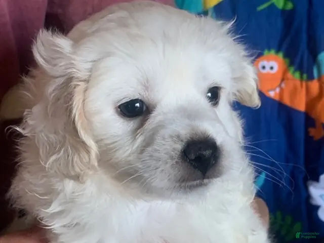 Maltipoo dogs for sale: Maltipoo Puppy 2 - Ad 1