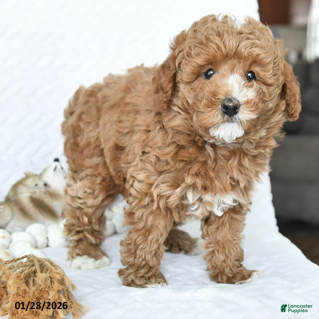Miniature Poodle dogs for sale: Kuba - Ad 2