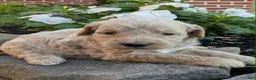 Mini Goldendoodle dogs for sale: Preston F1B - Ad 3