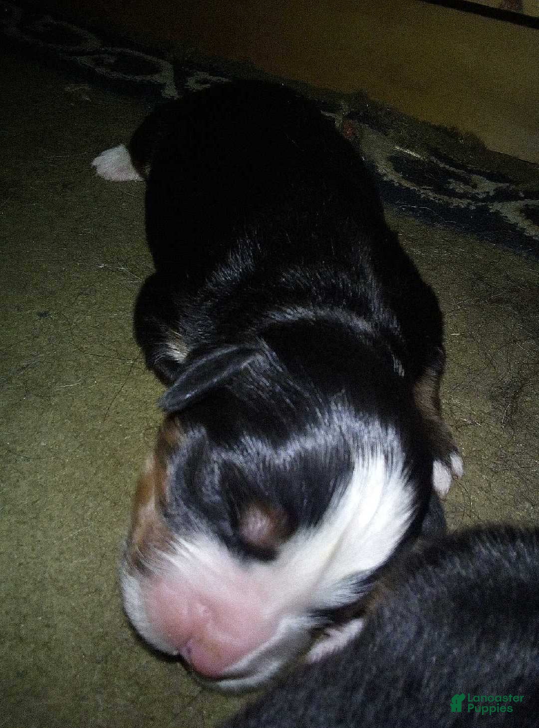 Bernese Mountain Dog dogs grechen - Ad 12