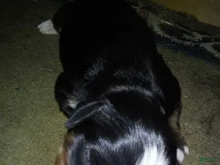 Bernese Mountain Dog dogs grechen - Ad 12