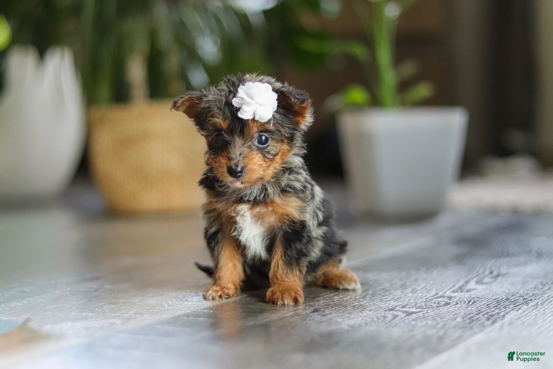 Yorkiepoo dogs for sale: J'adore - Ad 6