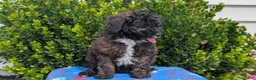 Mixed Breed dogs for sale: Dakota - Ad 3