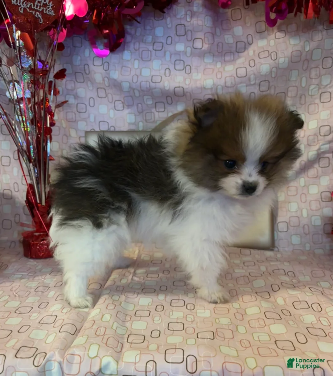 Pomeranian dogs for sale: Gillie - Ad 3