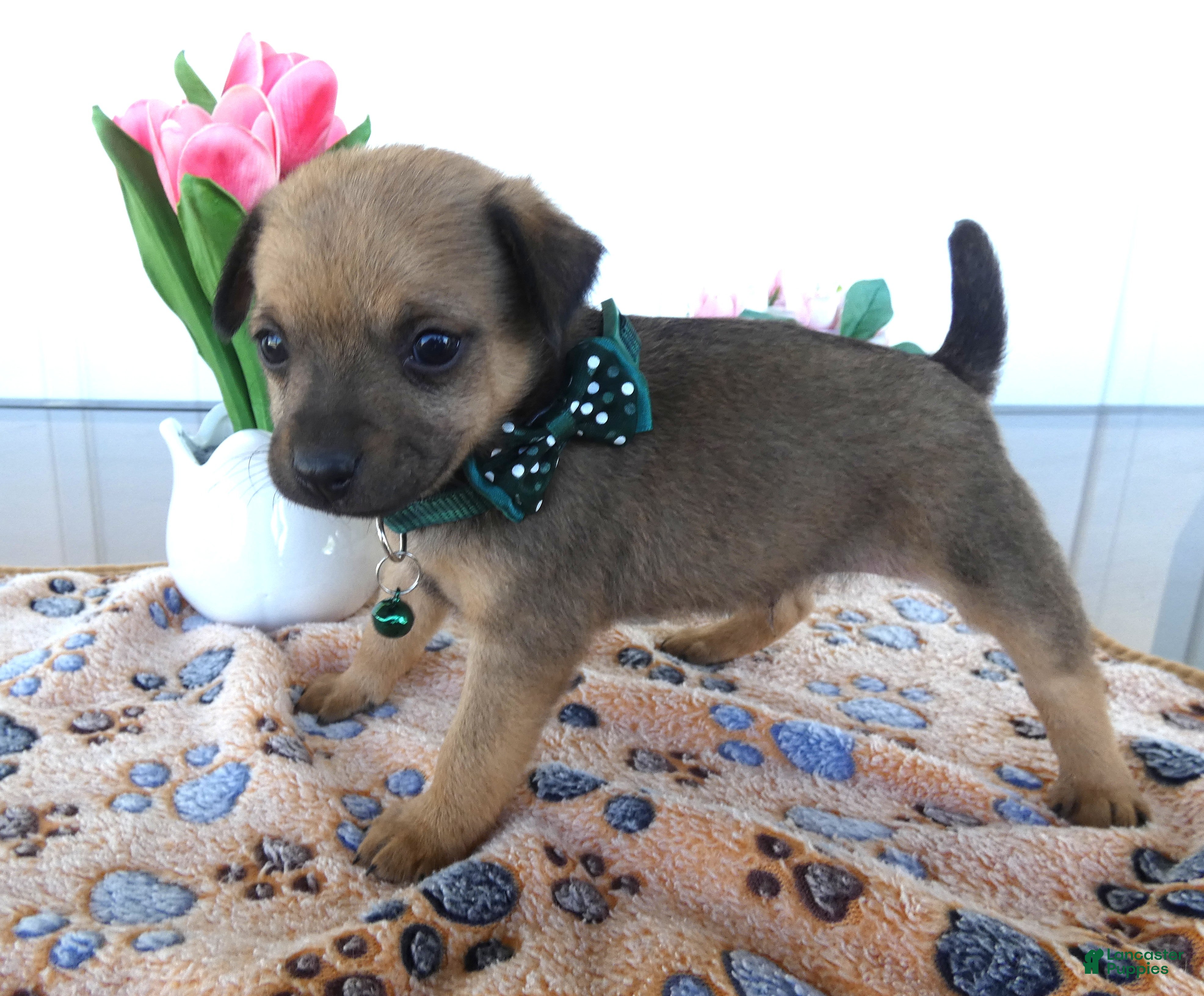 Chihuahua dogs Chihuahua Puppy 1 Chico - Ad 35
