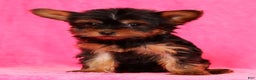 Yorkshire Terrier dogs for sale: Frisky - Ad 2