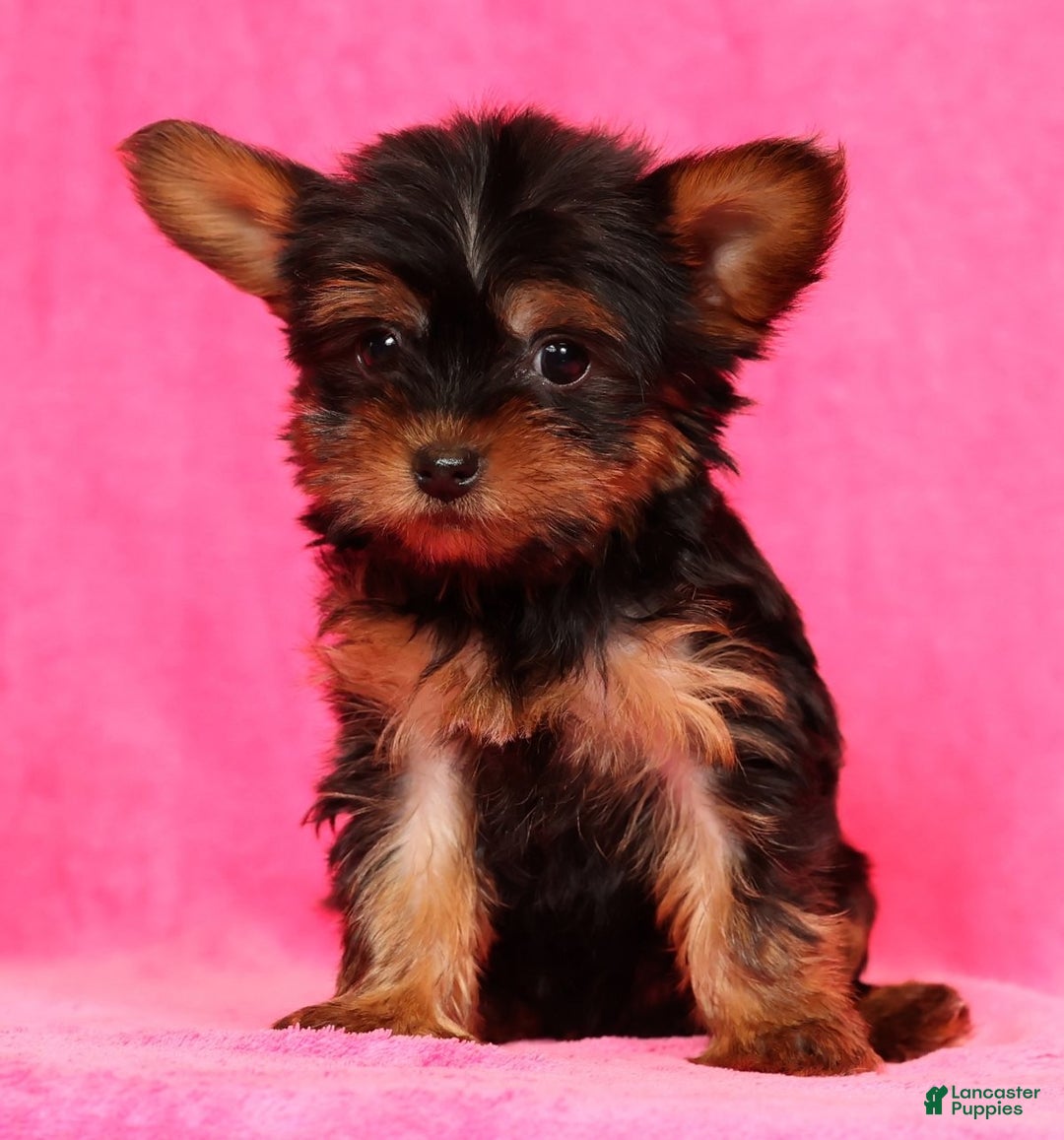 Yorkshire Terrier dogs for sale: Frisky - Ad 2
