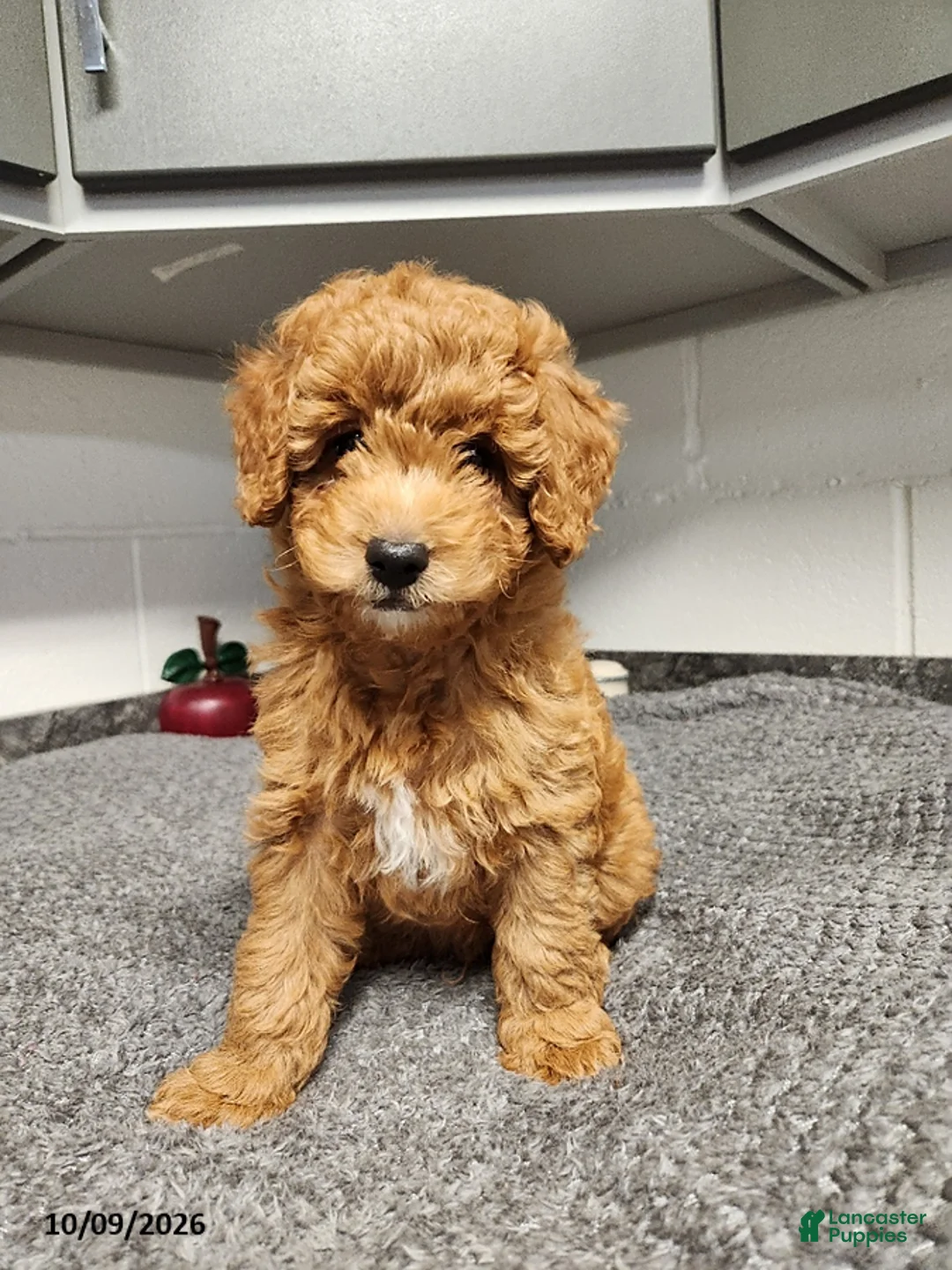 Mini Goldendoodle dogs for sale: Bear - Ad 1