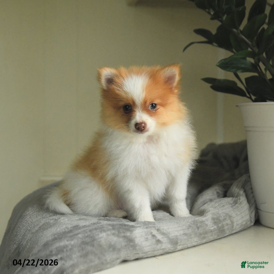 Pomeranian dogs Skippy - Ad 2
