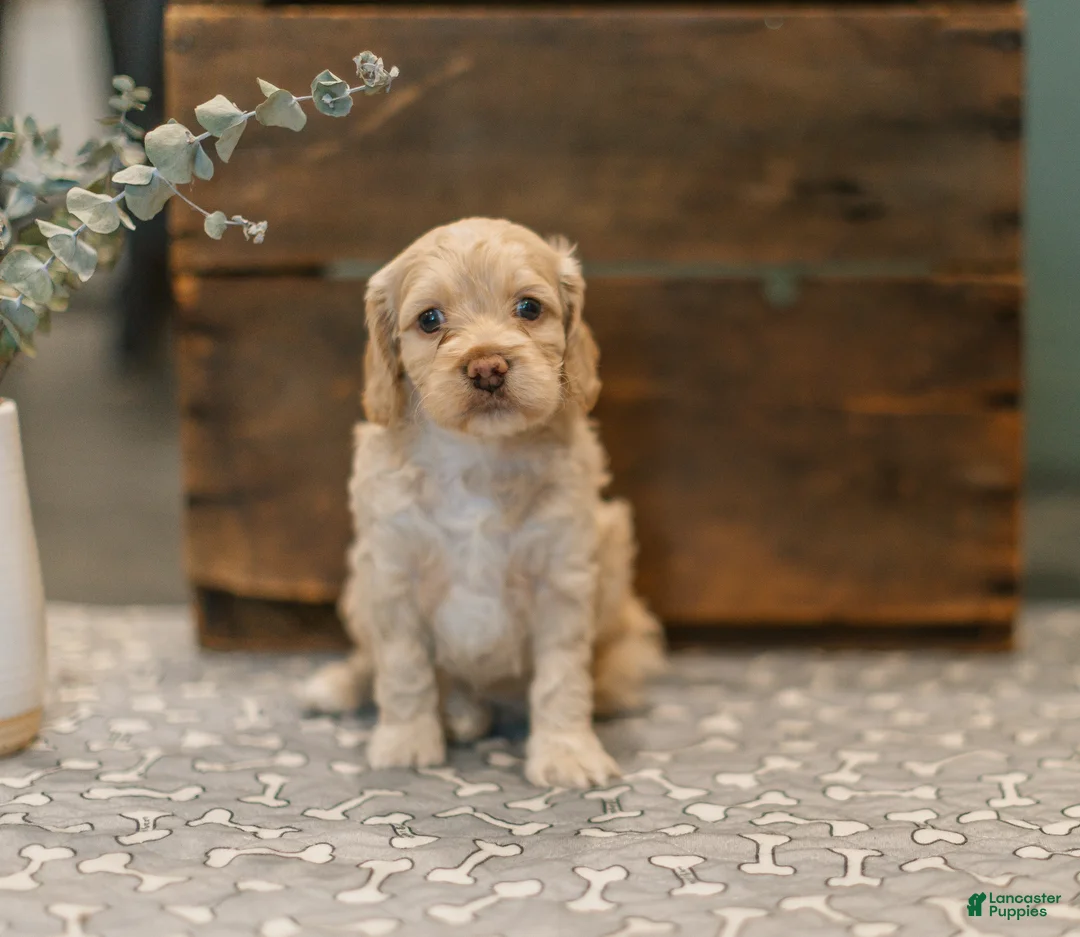Cockapoo dogs for sale: Delilah  - Ad 1