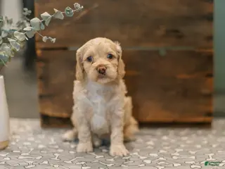 Cockapoo dogs Delilah - Ad 34
