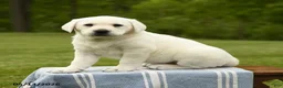 Labrador Retriever dogs for sale: Shelby - Ad 2