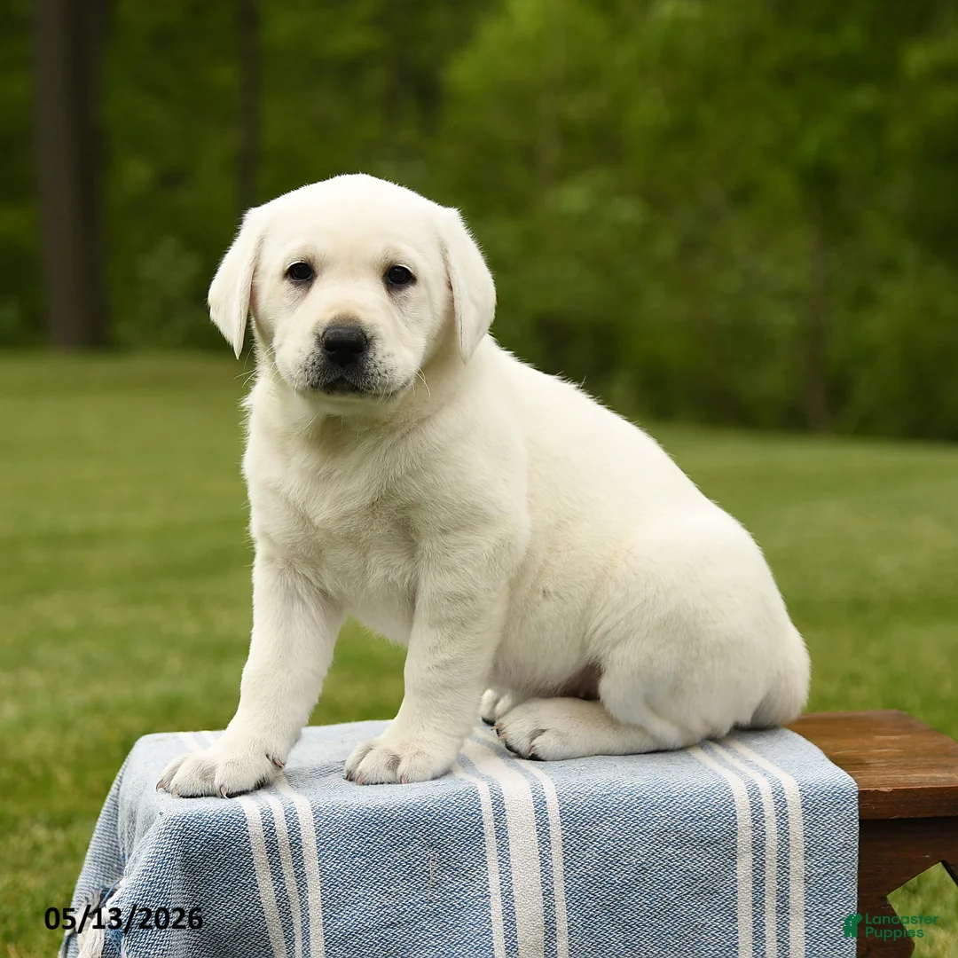 Labrador Retriever dogs for sale: Shelby - Ad 2