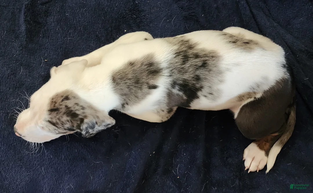 Catahoula Leopard Dog dogs for sale: Gabby F2025 M1 - Ad 6