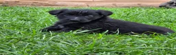 Mixed Breed dogs for sale: Nina - Ad 3