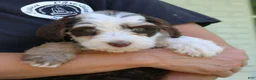 Mini Bernedoodle dogs for sale: Winnie  - Ad 4