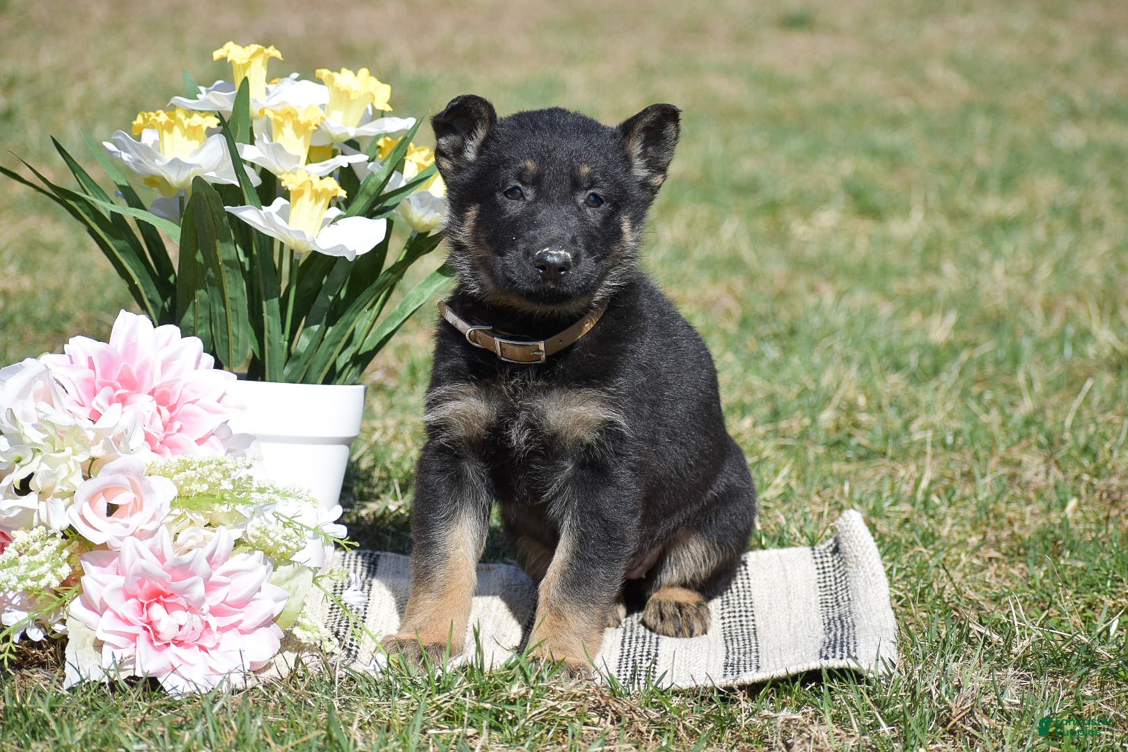German Shepherd dogs Emily - Ad 1