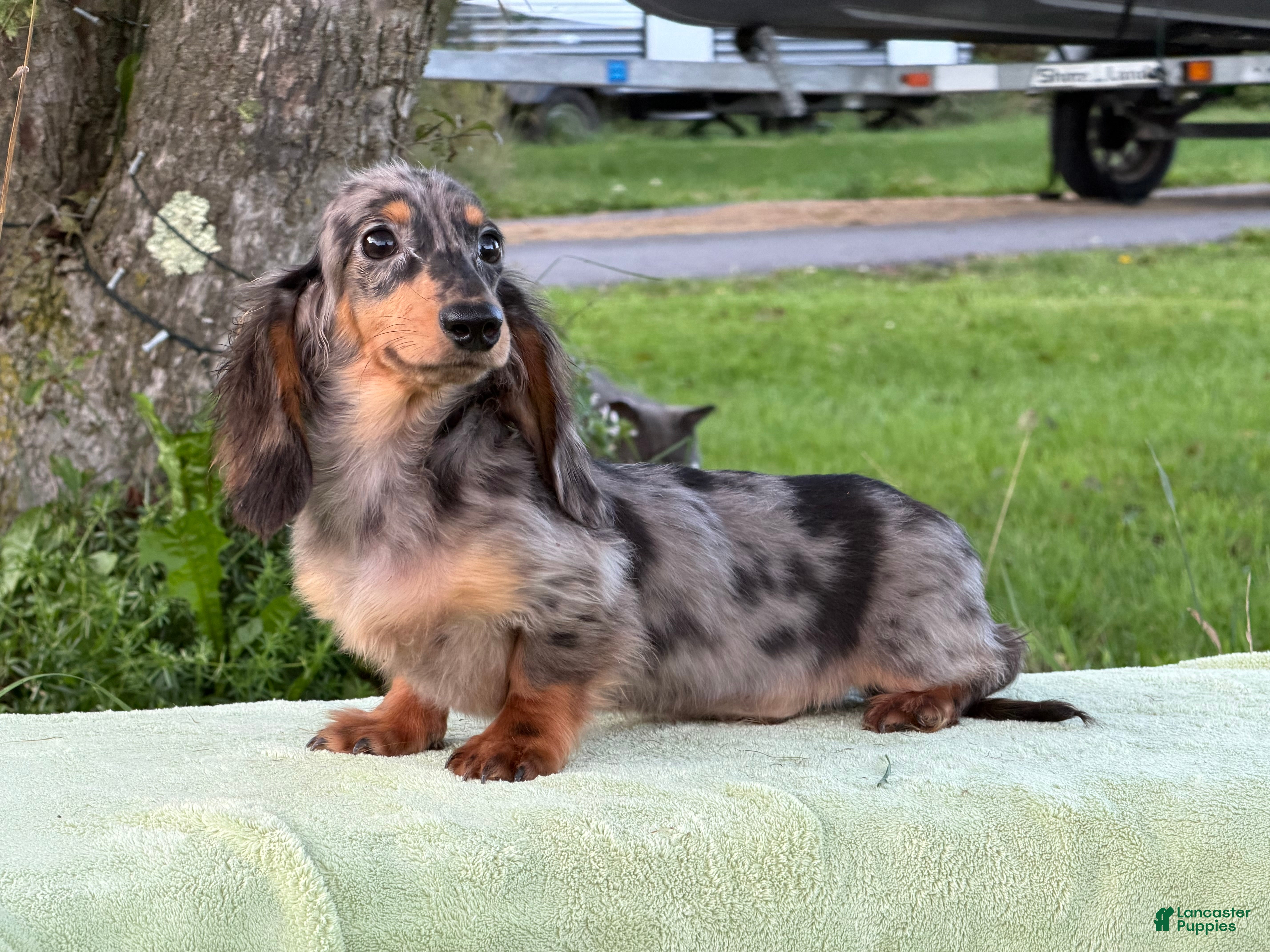 Miniature Dachshund dogs AKC Russian- Pra clear sale - Ad 17