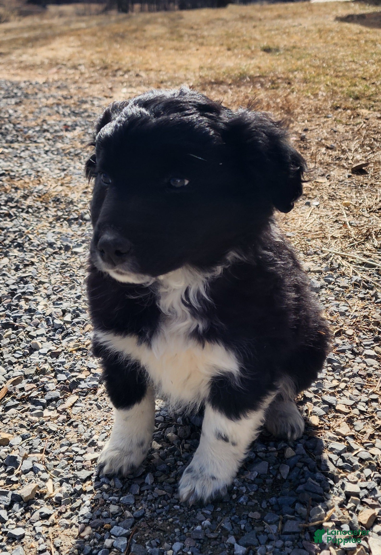 Mixed Breed dogs Mixed Breed Puppy 3 - Ad 2