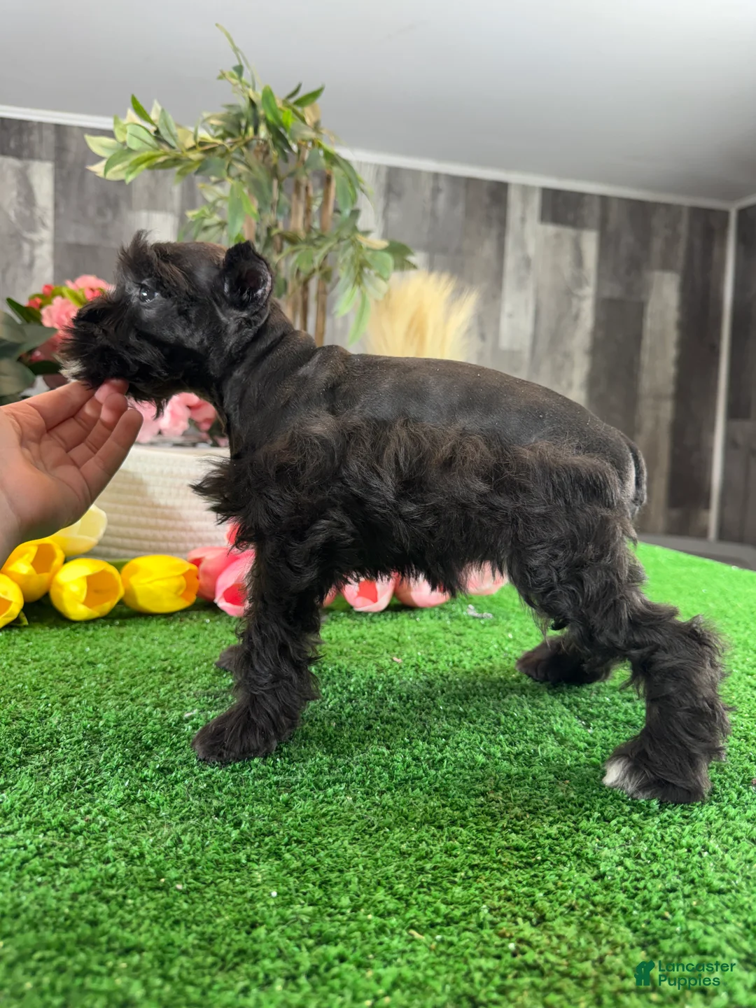 Miniature Schnauzer dogs for sale: Kira - Ad 5