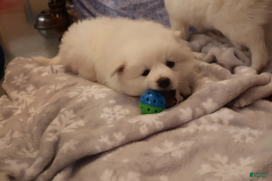American Eskimo dogs for sale: Spunky - Ad 3