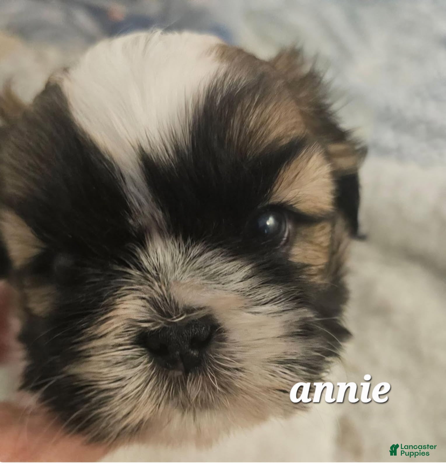Shih Tzu dogs Annie - Ad 1