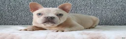 French Bulldog dogs for sale: Buster - Ad 3