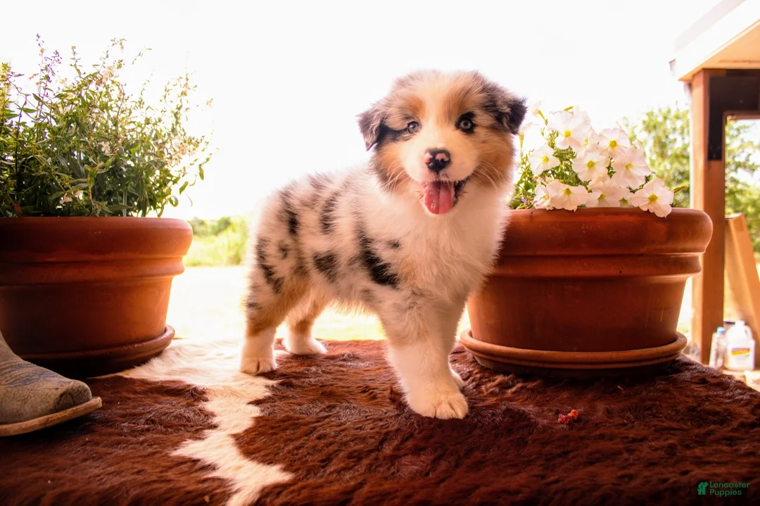Australian Shepherd dogs for sale: Males - Ad 6