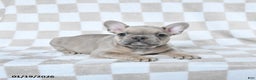 French Bulldog dogs for sale: Henry - Ad 4
