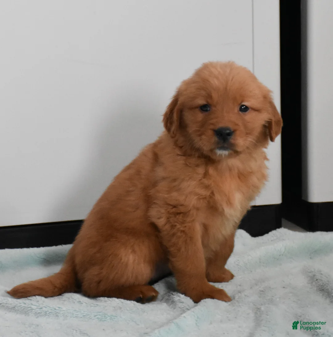 Golden Retriever dogs for sale: Sydney   Genetic/OFA - Ad 27