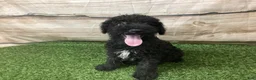 Kerry Blue Terrier dogs for sale: Zeke - Ad 4