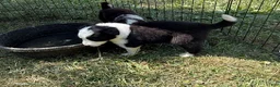 Border Collie dogs for sale: Whitney - Ad 3