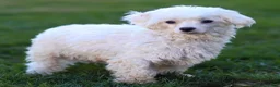 Maltipoo dogs for sale: Stella Maltipoo Puppy  - Ad 6